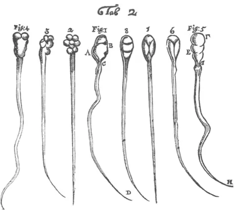 Figure 2. 1-4 Human spermatozoids, 5-8. Canine spematozoids drawn by Anton  Leeuwenhoek