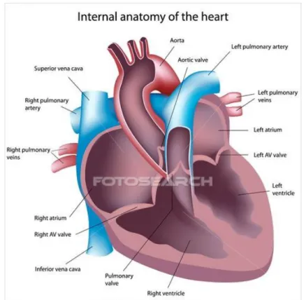 Figure 2.3: A cut through of the heart showing the atria and ventricles positioning.
