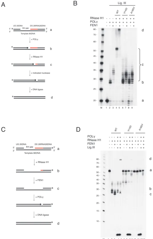 Figure 5. FEN1 is not able to substitute for RNase H1 during primer removal and L-strand maturation