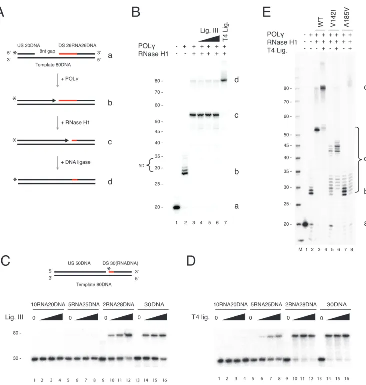 Figure 3. RNase H1 processing coupled to POL ␥ dependent DNA synthesis does not produce ligatable nicks