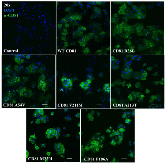 Fig. 3    hCD81 variants and WT hCD81 localize to similar subcellular  compartments in human hepatoma cells