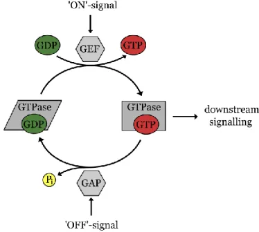 Figure  1.  Small  GTPases  act  as  molecular  switches  in  mammalian  cells.  An  inactive  GDP- GDP-bound state can be converted to the active state by nucleotide exchange induced by guanosine  nucleotide exchange factors (GEFs)