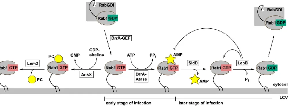 Figure  3.  Modification  of  Rab1  by  Legionella  enzymes.  The  GEF  domain  of  DrrA  activates  Rab1:GDP by GDP to GTP exchange and thereby recruits the enzyme to the membrane of the  LCV