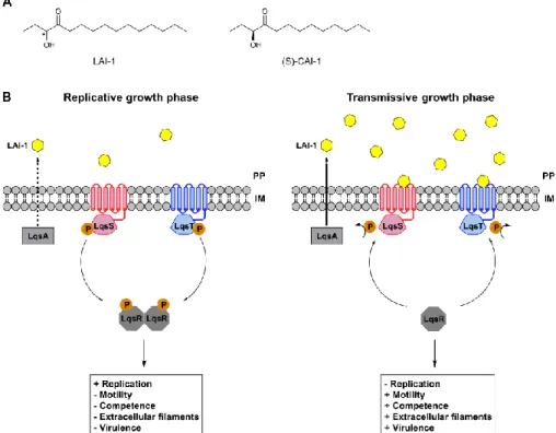 Figure  4.  Legionella  quorum  sensing  (Lqs)  system  controls  the  switch  between  exponential  and  stationary  growth  phase