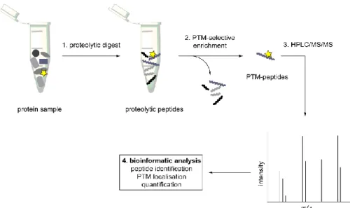 Figure  5.  MS-proteomic  workflow  for  the  identification  of  PTM-sites.  A  complex  protein  sample,  like  a  cell  lysate,  is  proteolytically  digested