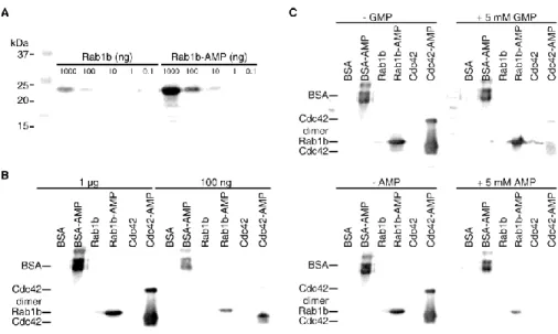 Figure  7.  Western  blot  experiments  utilising  our  Rab1-AMP  antibody  in  1:100  dilution