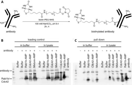 Figure 8. Immunoprecipitation experiments of 0.1 µg adenylylated Rab1b or Cdc42 from COS7  cell  lysate  with  biotinylated  Rab1-AMP  antibody