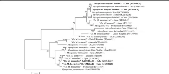 Fig. 2 Phylogenetic analysis of M. wenyonii and “Ca. M. haemobos” isolates from dairy cattle and buffalo