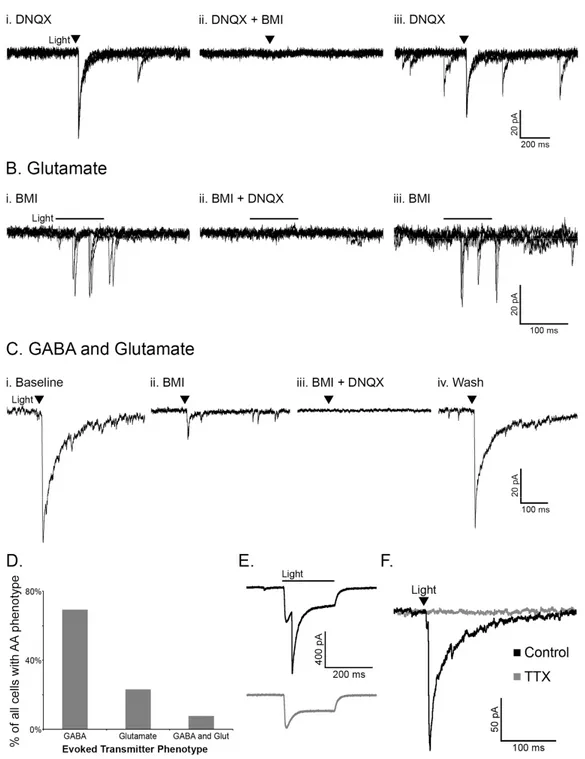 Figure  2.2.  POMC  neurons  release  GABA  and  glutamate  onto  cells  within  the  arcuate  nucleus