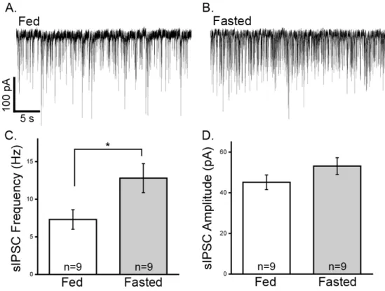 Figure 3.2. Spontaneous  GABA release onto POMC cells is increased in fasted animals. 