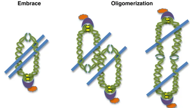 Figure  2.  Models  of  cohesin’s  chromatin  association.  The  embrace  model,  left, proposes that two sister chromatids (blue) are topologically encircled by one  cohesin complex to maintain sister chromatid cohesion