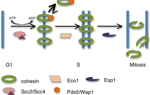 Figure  3.  Cohesin’s  chromatin  association  is  regulated  temporally.  In  G1,  the  Mcd1  subunit  of  cohesin  is  not  expressed  and  cohesin  complexes  do  not  form