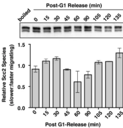 Figure 7. The detection of Scc2 species is cell cycle regulated. Scc2-FLAG,  immunopurified  from  asynchronously  growing  (1891-32C)  cells,  was  incubated  with  WCE  of  untagged  (1891-36D)  cells  staged  at  specific  cell  cycle  intervals  (indic