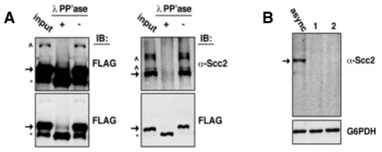 Figure  8.  Scc2  dephosphorylation  promotes  amino  terminal  cleavage.  A)  WCE  of  asynchronously  growing  Scc2-FLAG  (1891-32C)  cells  was  treated  with  lambda phosphatase or mock treated and analyzed by immunoblot using FLAG  [left (top and bott