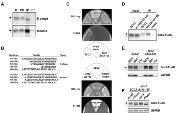 Figure  11.  Cell  cycle  specific  cleavage  and  processing  of  Scc2.  A)  Full- Full-length  and  cleaved  Scc2  forms  immunoprecipitated  from  late  S  or  M-staged  extracts (1891-32C) were subjected to mass spectrometry (MS)