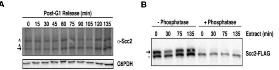 Figure  12.  Scc2  cleavage  is  constitutive  following  dephosphorylation.  A)  Scc2-FLAG  cells  (1891-32C)  were  staged  in  G1  with  αF