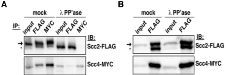 Figure  13.  Scc2  cleavage  reduces  its  interaction  with  Scc4.  A)  Reciprocal  co-immunoprecipitations  were  performed  in  phosphatase-  or  mock-treated  extracts  of  Scc2-FLAG  Scc4-13Myc  cells  (1891-32C)