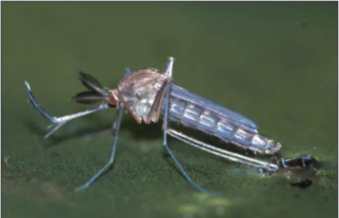 Figure 38.7. Grazing horses can be infected with Wets Nile fever virus  from bites of Culex vectors