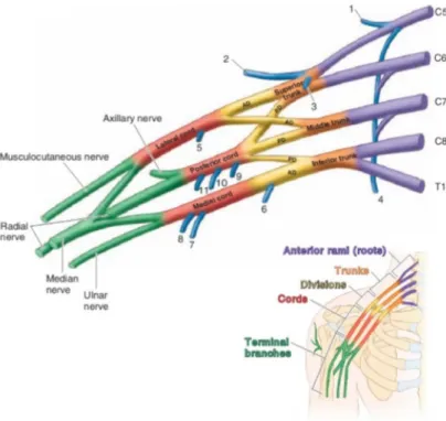 Figur 1. En schematisk illustration av plexus brachialis där det lila i bilden motsvarar rötternas  avgångar från ryggmärgen och siffrorna vid sidan om beskriver från vilken nivå från ryggraden  dessa avgår ifrån