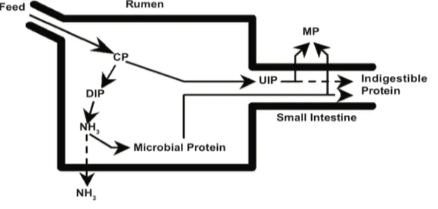 Figure 3. Depicts protein digestion and absorption in ruminates (Lalman &amp; Richards, n.d.)