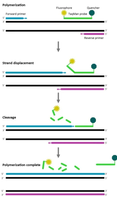 Figure 1: Principle for detection in PCR amplification with TaqMan probes. Primers and probes specifically bind to the DNA  strands