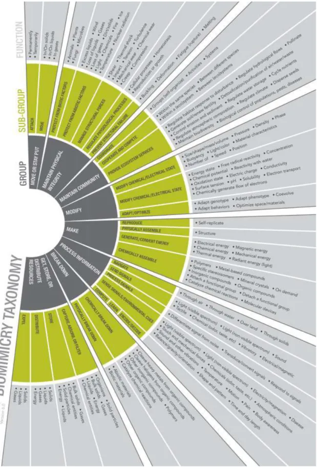 Figure 2.6  Biomimicry Taxonomy as Developed by AskNature.org [30] 