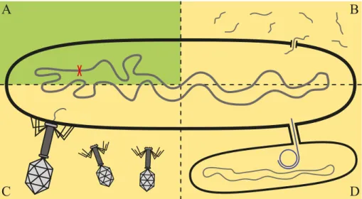Figure 1. Mechanisms of bacterial antibiotic resistance acquisition. Antibiotic re- re-sistance can develop by internal changes in the chromosome (green) or by horizontal  gene transfer (yellow)