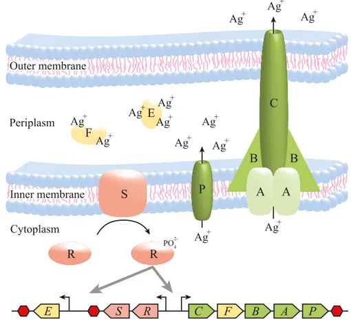 Figure 5. A schematic view of the sil operon and its genes as encoded on 