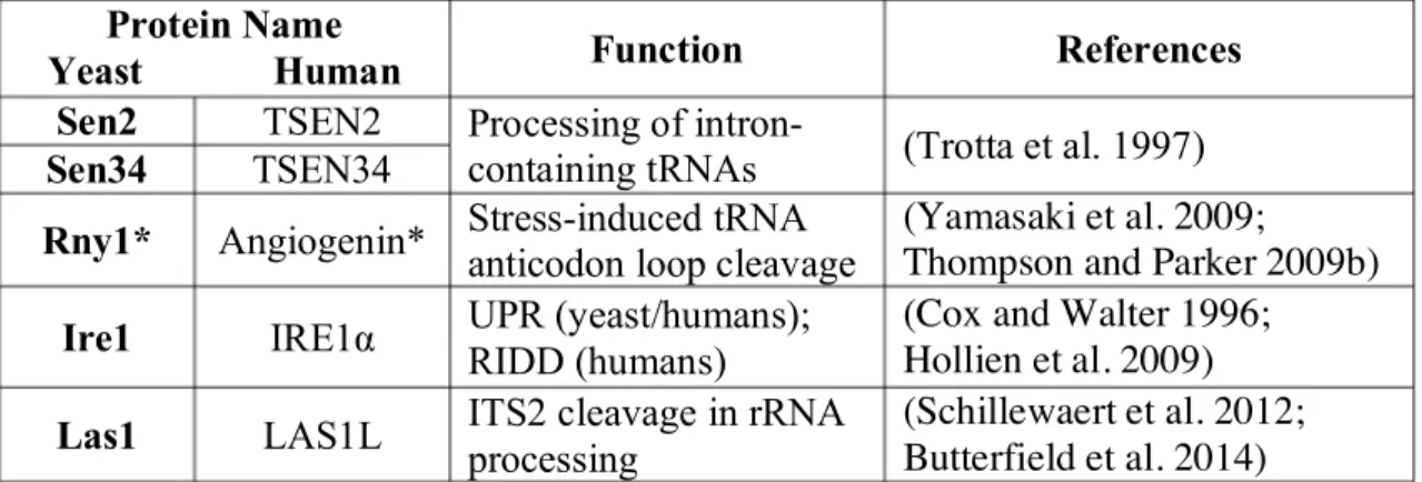 Table 1.1 Functions of several eukaryotic metal ion-independent endoribonucleases. 