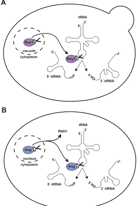 Figure 1.3. Rny1 (yeast) and Angiogenin (humans) cleave the anticodon loops of  tRNAs under stress conditions