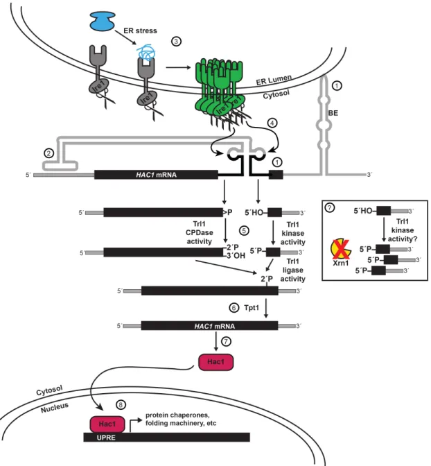 Figure 1.4. The unfolded protein response (UPR) in yeast is primarily regulated by  the non-canonical cytosolic splicing of HAC1 mRNA