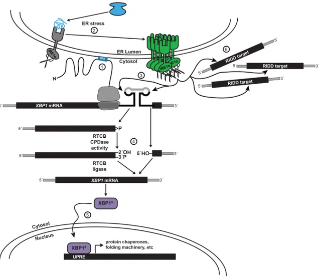 Figure 1.5. Human IRE1α cleaves XBP1 and ER-proximal mRNAs. 