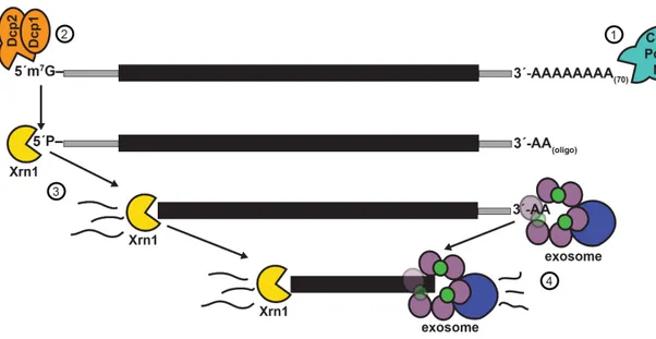 Figure 1.6. Canonical cytosolic mRNA decay pathways: Xrn1 and the exosome. 