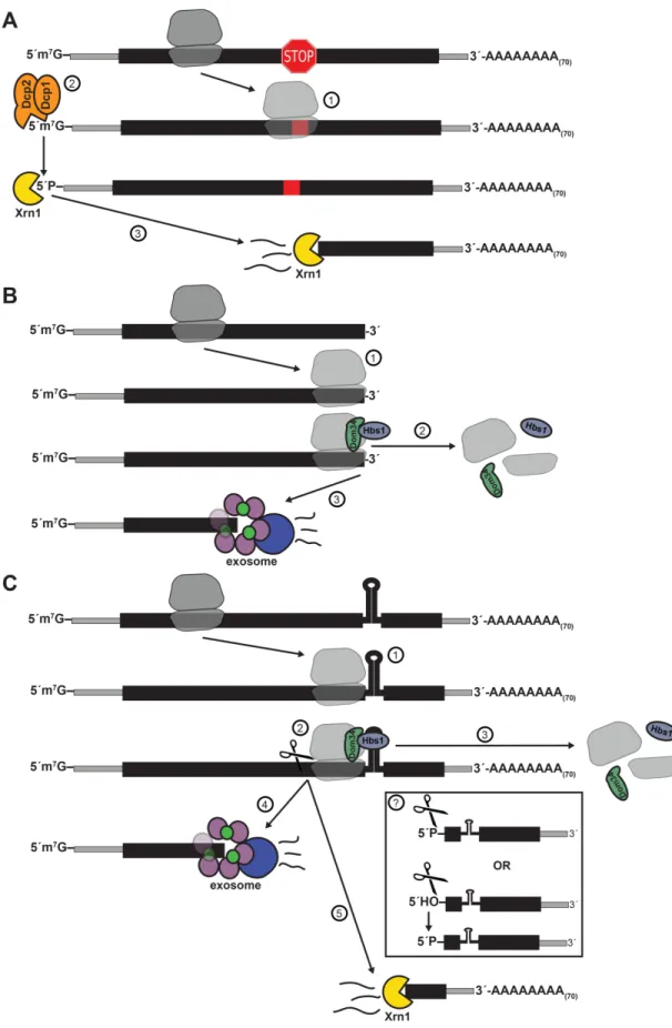 Figure 1.7. Decay pathways for defective mRNAs: nonsense-mediated decay (NMD), 