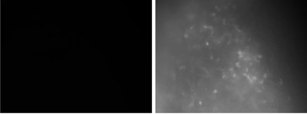 Figure 2.2: A raw image frame from microscope, and the resulting intensity-leveled image.