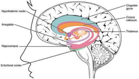 FIGURE 1 Image showing the hippocampus, amygdala, and entorhinal cortex (Adapted from OpenStax College, 2013, CC-BY 3.0  license.) 