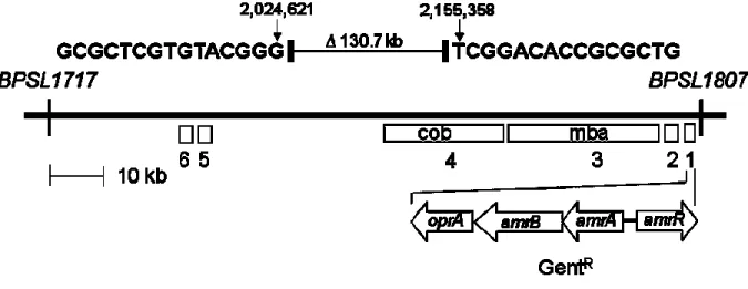 Figure 4.1.  Natural deletion in chromosome 1 of the B. pseudomallei strain 708a  clinical isolate