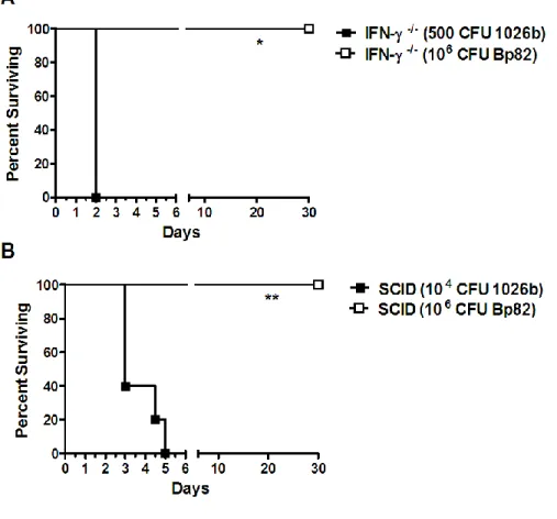 Figure 3.5.  B. pseudomallei purM mutant Bp82 is avirulent in immune deficient  mice