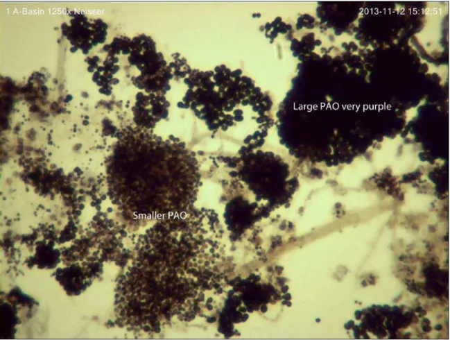 Figure 2-7 Phosphorus Accumulating Organisms (Photo Credit: Cindy Wright-Jones) 