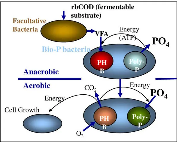 Figure 2-8 - Schematic of Biological Phosphorus Removal Process (MWH Global 2010) 