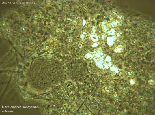 Figure 2-10 - Nitrosomonas Nitrifying Bacteria (Photo Credit: Cindy Wright-Jones) 