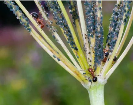 Figure 3. Ant-aphid mutualism on Ligusticum porteri. Photo by E. Mooney. 