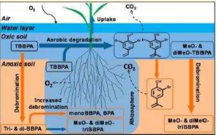 Figure 6. Plants submerged in soil with aerobic- aerobic-anaerobic interface. 75   