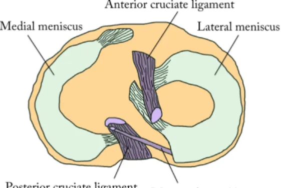 Figure 2.1: Schematic illustration of the menisci on top of the tibial plateau.