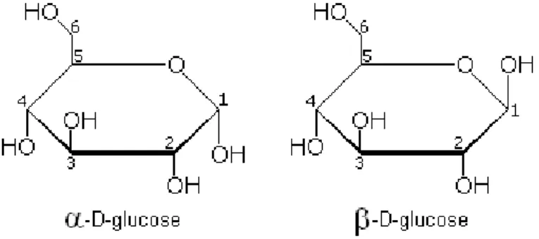 Figure 2.1. The image to the left illustrates α-D-glucose with the hydroxyl group at the anomeric carbon extending below the ring structure