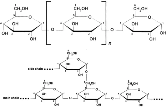 Figure 2.2. Structural formula of amylose (top) and amylopectin(bottom).