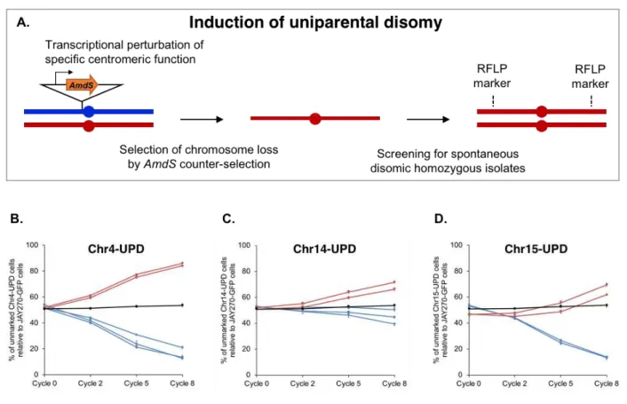 Figure 0.5. Construction and relative growth kinetics profiles of Chr-UPD strain  pairs