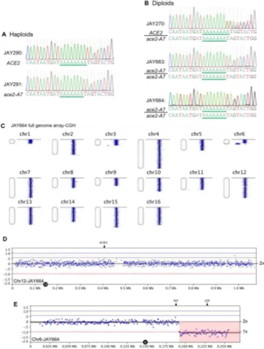 Figure S2.3. Sanger DNA sequencing analysis of ACE2 locus and genome-wide  copy number in JAY664