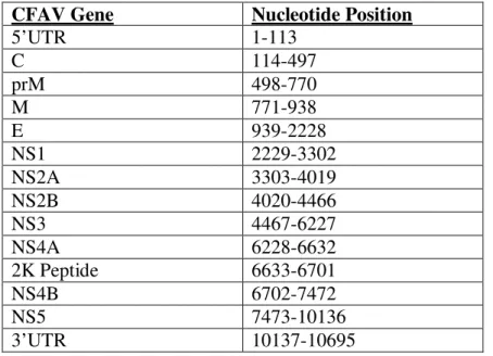 Table 1.2.  Genome organization of CFAV from NCBI Reference Sequence  NC_001564.1  