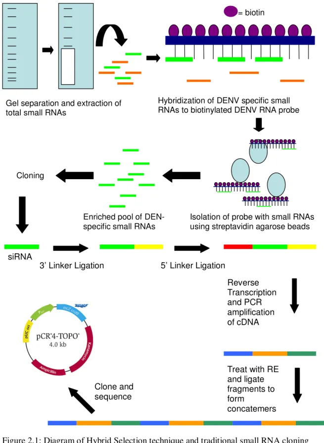 Figure 2.1: Diagram of Hybrid Selection technique and traditional small RNA cloning  Gel separation and extraction of 